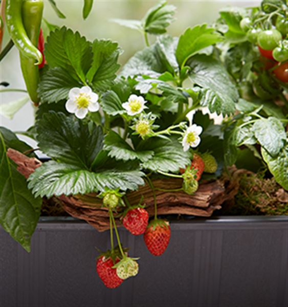 ERDBEEREN AUS DEM EIGENEN GARTEN Blumen Möbius
