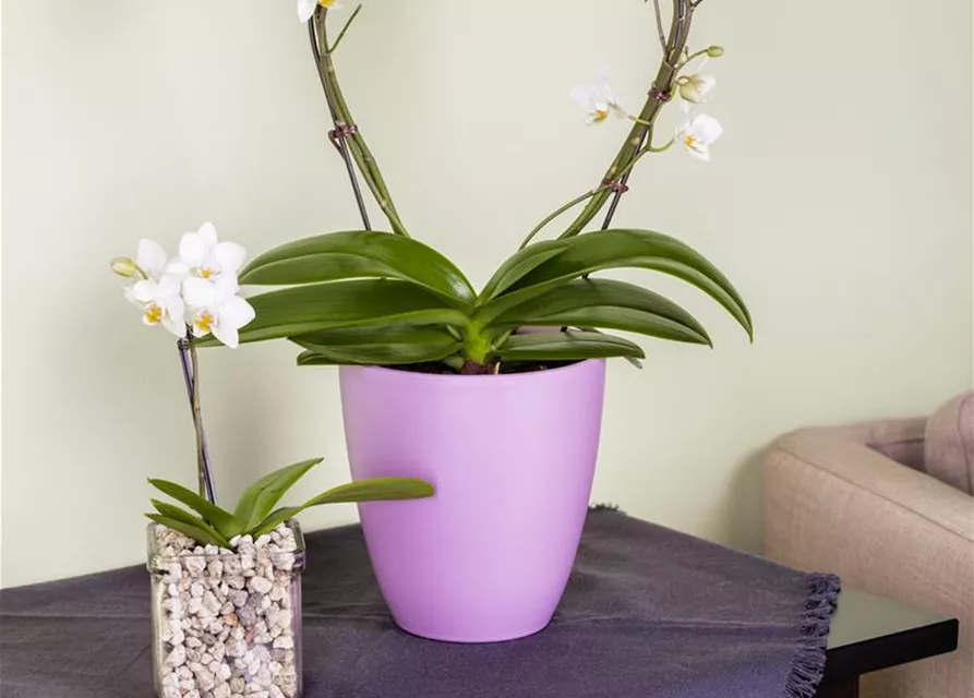 Phalaenopsis Marmor Magic Splash NEW blühend 2-3 Triebe Orchidee Orchideen 