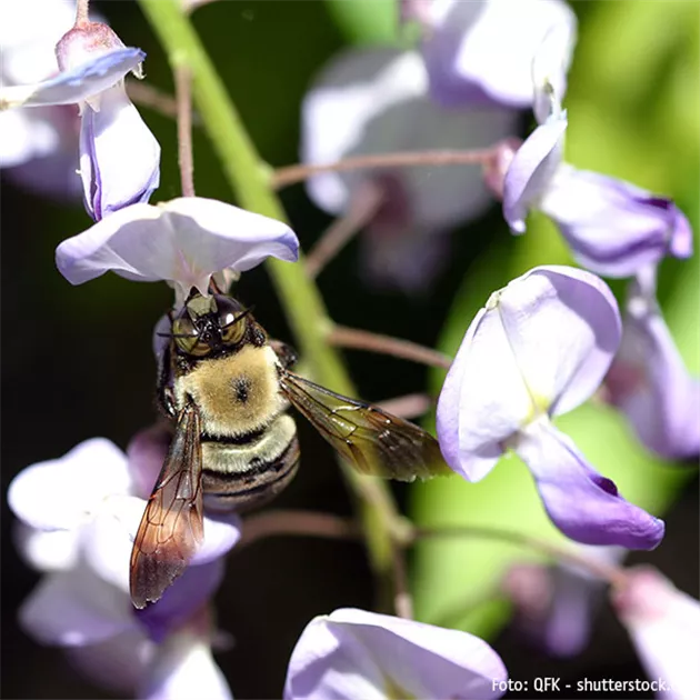 TOP 5 INSEKTENFREUNDLICHE PFLANZEN!
