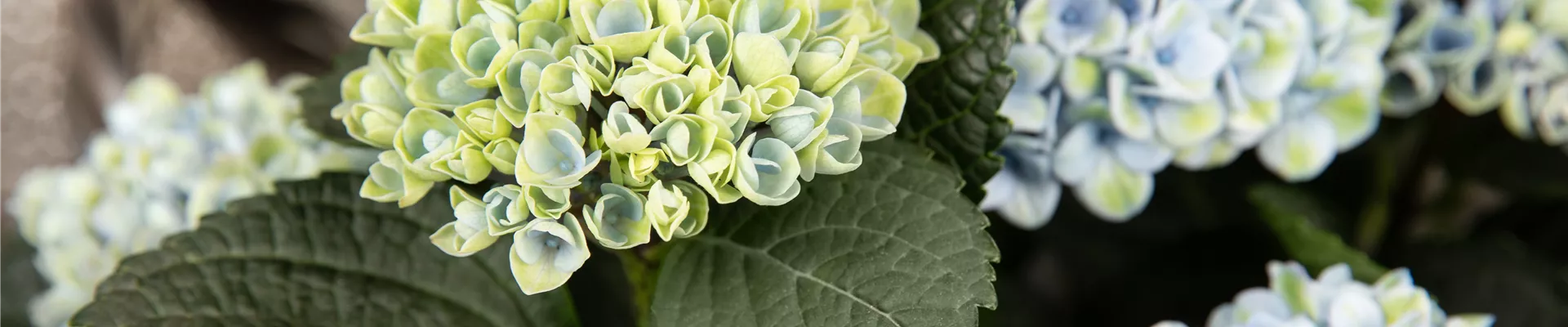 Hydrangea macrophylla 'Magical Revolution'®, blau