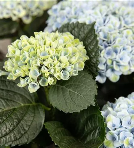 Hydrangea macro. Tb9 3