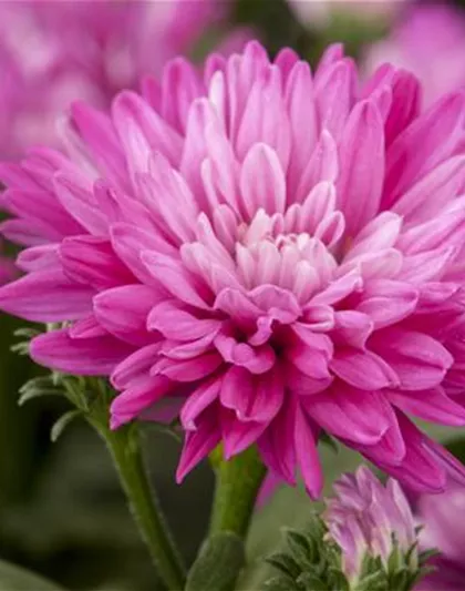 ASTERN - DIE STARS IM GARTEN ASTERN - DIE STARS IM GARTEN