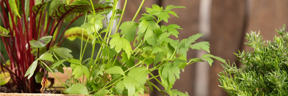 Levisticum officinale