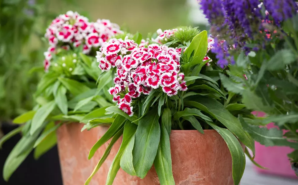 PFLANZIDEEN - BESONDERE ARRANGEMENTS PFLANZIDEEN - BESONDERE ARRANGEMENTS