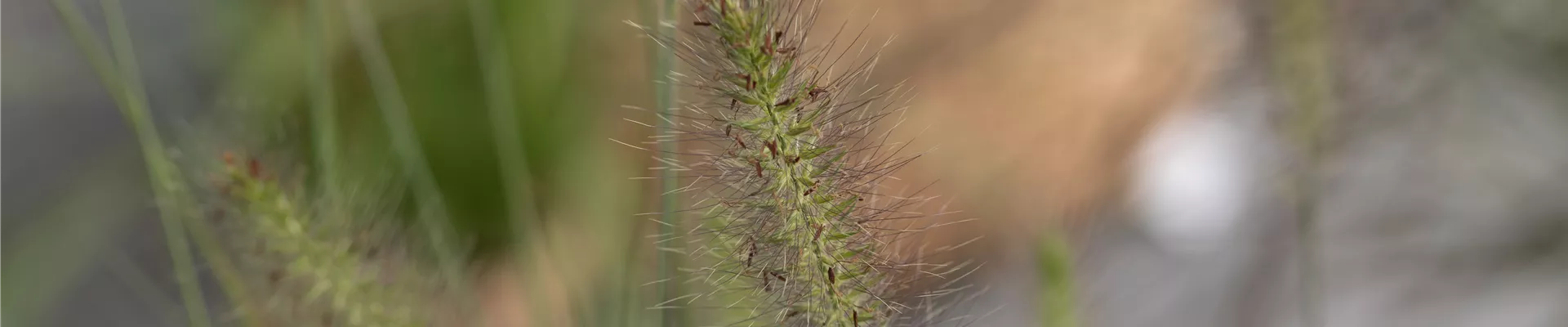 Pennisetum alopecuroides 'Hameln'