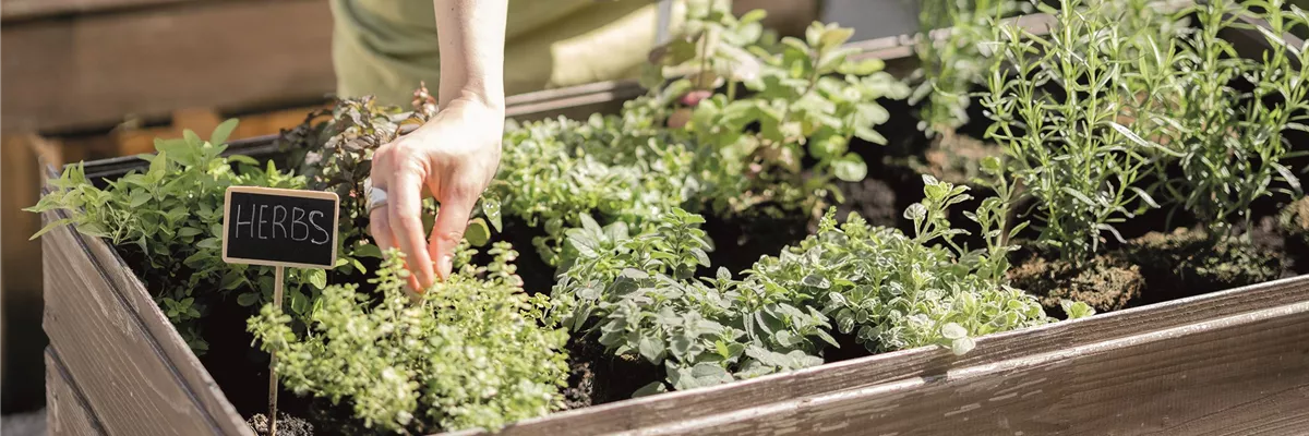 HOCHBEET GäRTNERN!