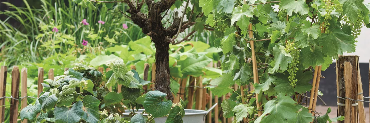 MEDITERRANE KüBELPFLANZEN!