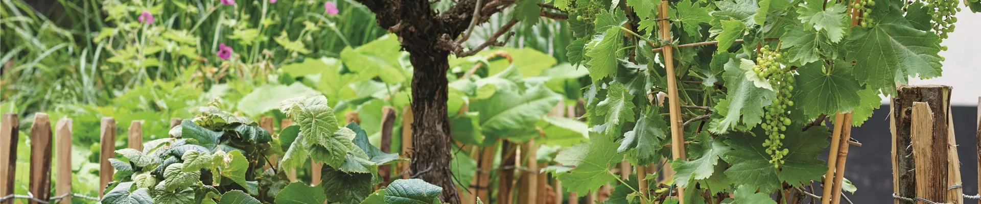 MEDITERRANE KüBELPFLANZEN!