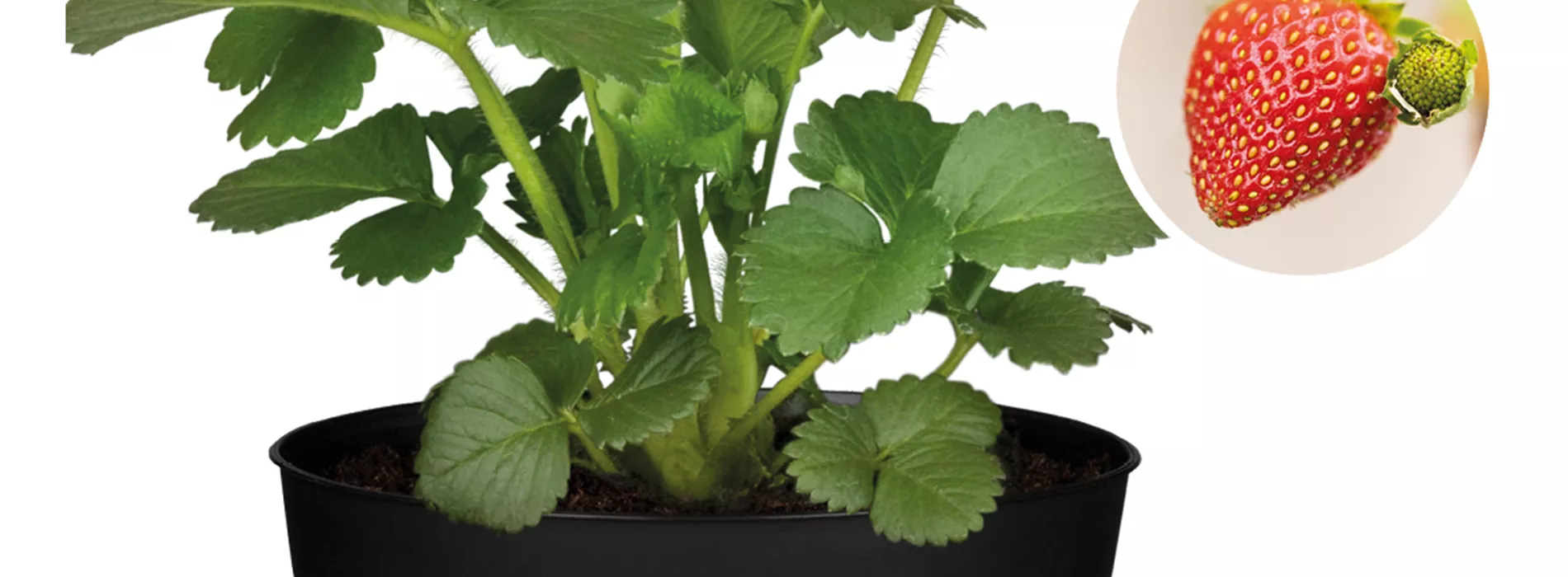 Erdbeeren jetzt pflanzen 