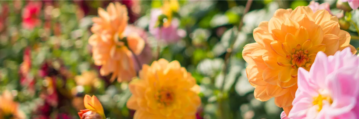 Buch des Monats: Juli!