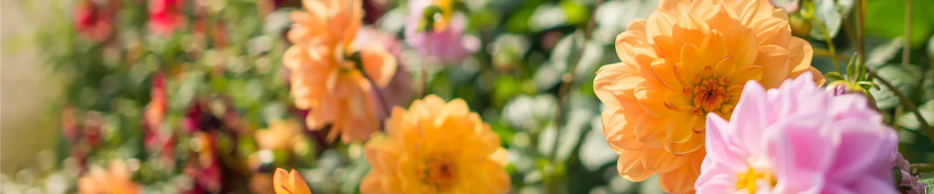 Buch des Monats: Juli!