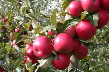 Obsttage bei Blumen Möbius vom 27.09. - 04.10.25