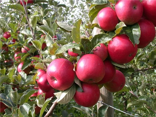 Obsttage bei Blumen Möbius