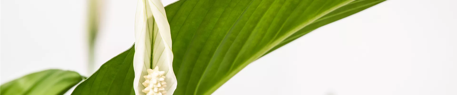 Spathiphyllum floribundum, weiß