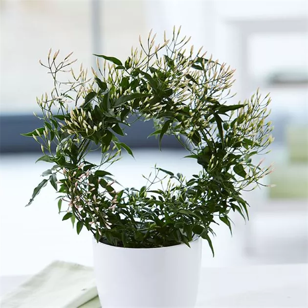 zimmerpflanze zur geburt Geschenkset zur Geburt – Boho Löwe