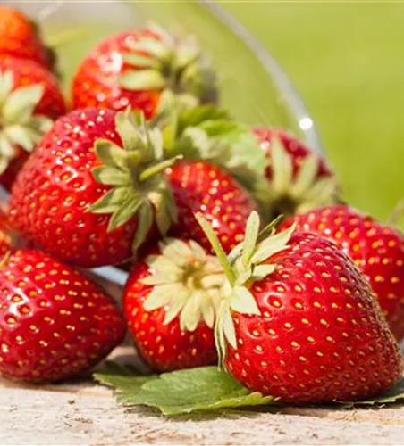 ERDBEEREN AUS DEM EIGENEN GARTEN