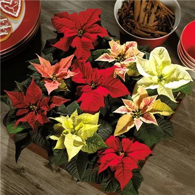 DIY Workshop - Adventskranz selber binden - Kopie