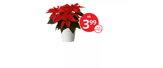 WIE GEHT...KÜRBIS FLORAL GESCHMÜCKT?