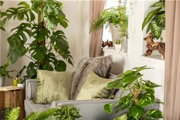 DSCHUNGELTAGE vom 17.01.26