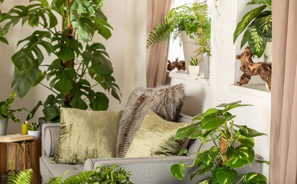 Grüne Räume, gute Laune - Innenraumbegrünung und -pflege