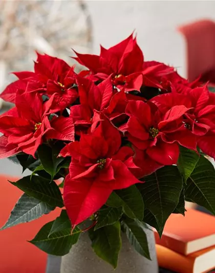 WIE GEHT... WEIHNACHTSSTERN PFLEGEN?