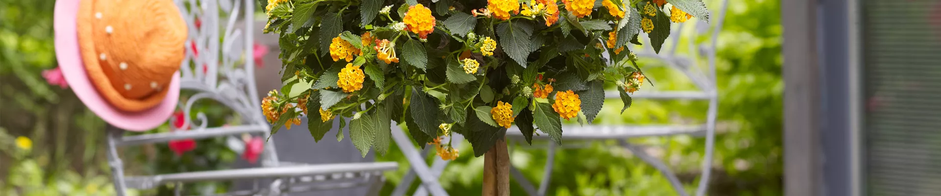 WIE GEHT... KüBEL BEPFLANZEN?