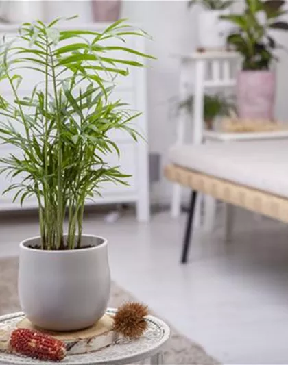 ZIMMERPFLANZENPFLEGE IM URLAUB?