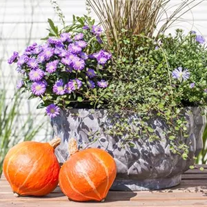 SCHUTZ FüR KüBELPFLANZEN IM WINTER SCHUTZ FüR KüBELPFLANZEN IM WINTER