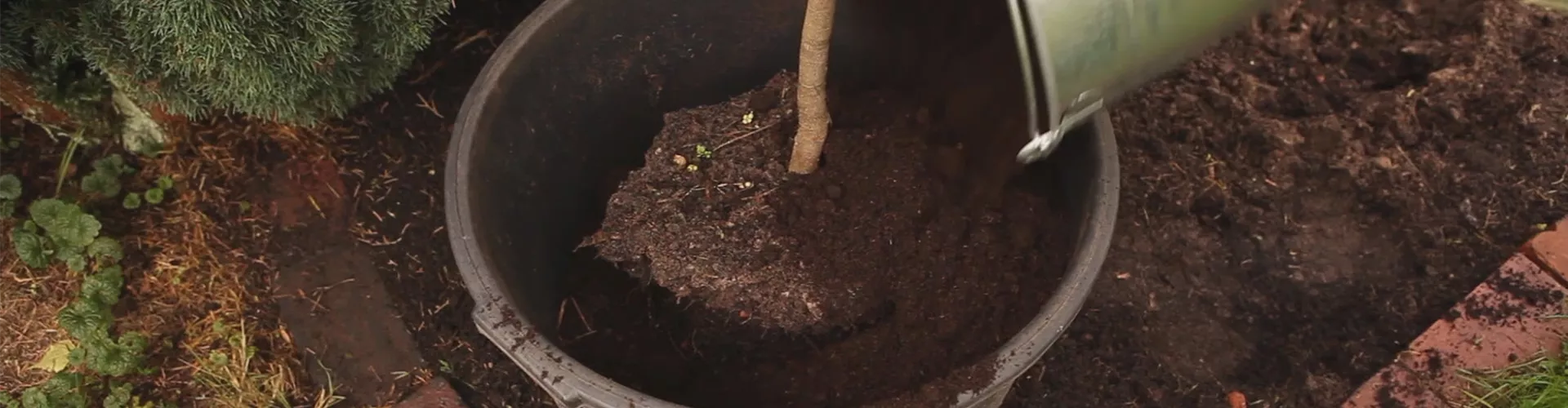 Olivenbaum - Überwintern (thumbnail)