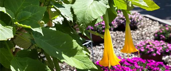 SCHUTZ FüR KüBELPFLANZEN IM WINTER SCHUTZ FüR KüBELPFLANZEN IM WINTER