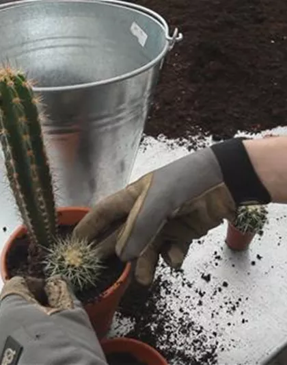 Kakteen - Einpflanzen in ein Gefäß