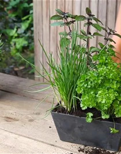 Kräutertopf - Bepflanzen