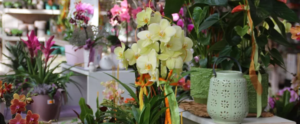 Angebote - Bepflanzte Gefäße