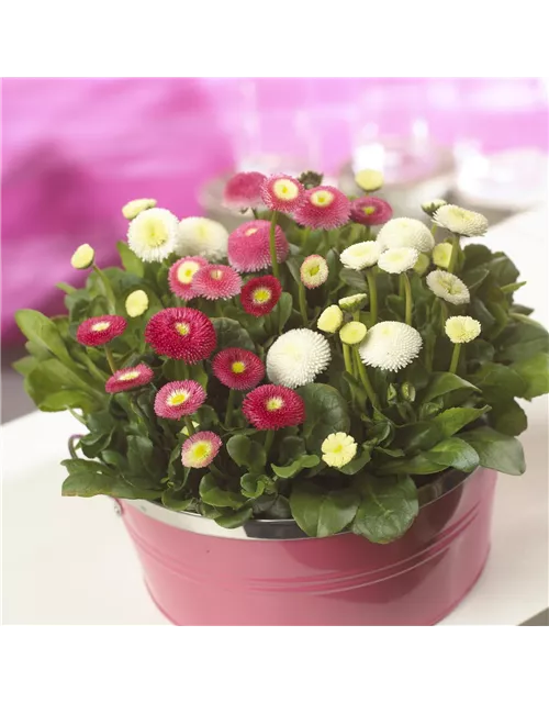 Bellis 