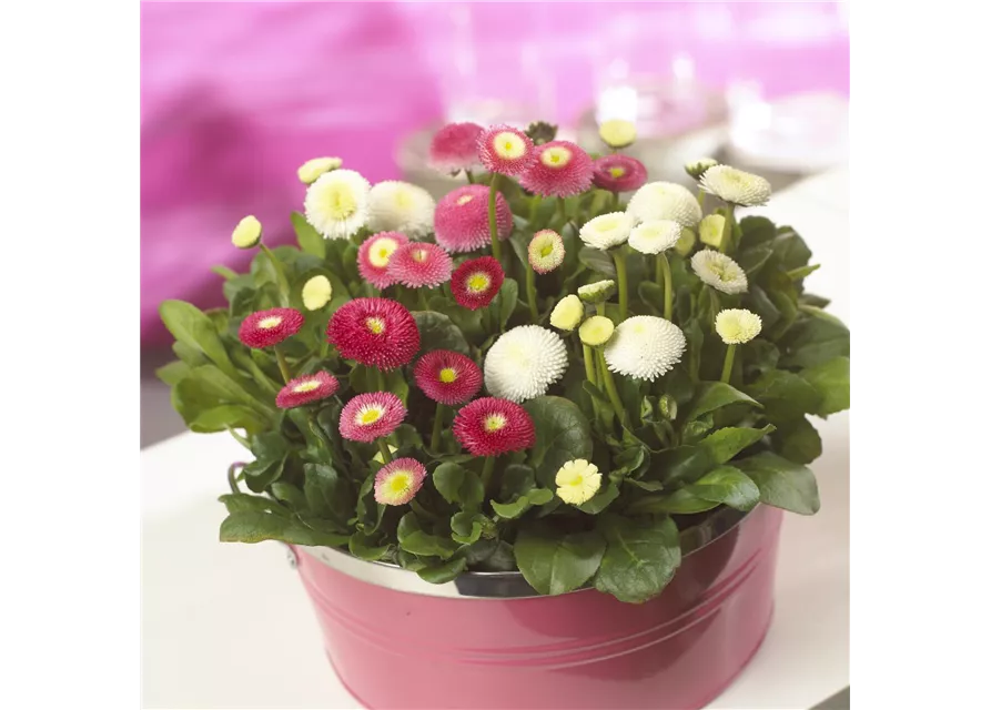Bellis 