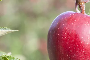 Seminar: Sommerschnitt für Obst & Ziergehölze