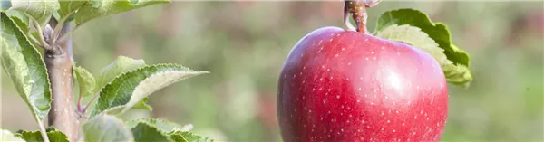 Seminar Obst- & Gehölzschnitt im Sommer