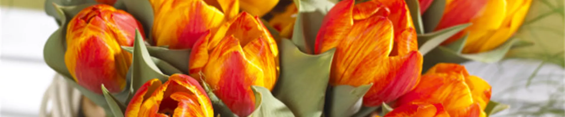 BLUMENZWIEBELN IM GLAS