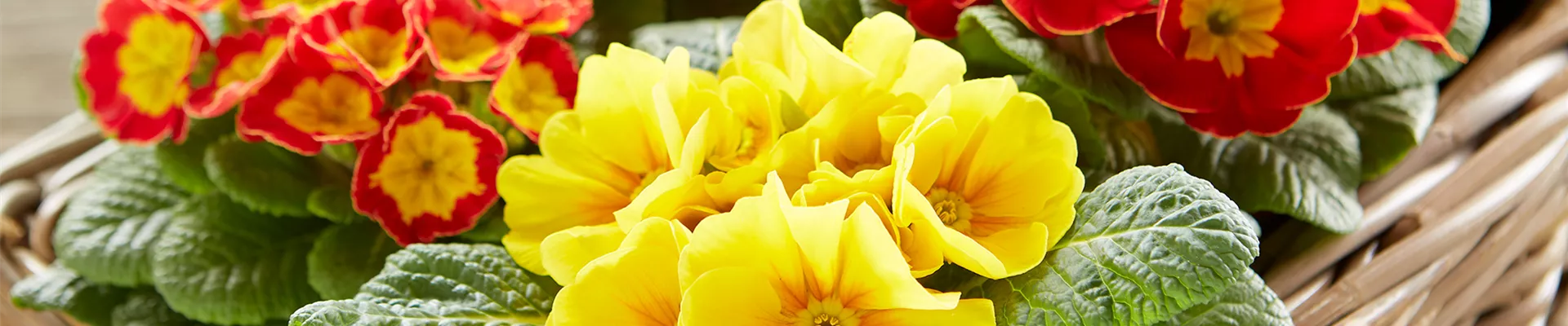 JECKE PFLANZEN UND DEKO