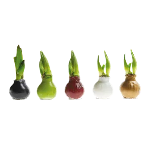 IM GLANZ DER ELEGANZ!