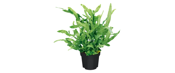 IM GLANZ DER ELEGANZ!