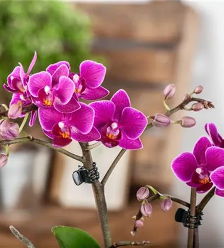 Pflanze des Monats Januar: Orchidee
