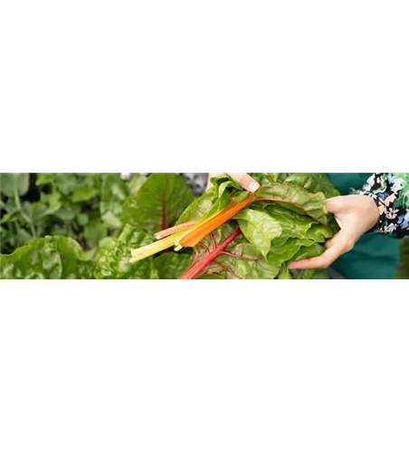 Buch des Monats: März!