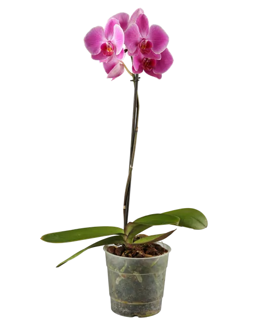 Phalaenopsis 