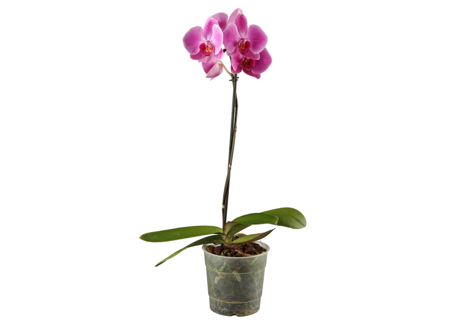 Phalaenopsis 