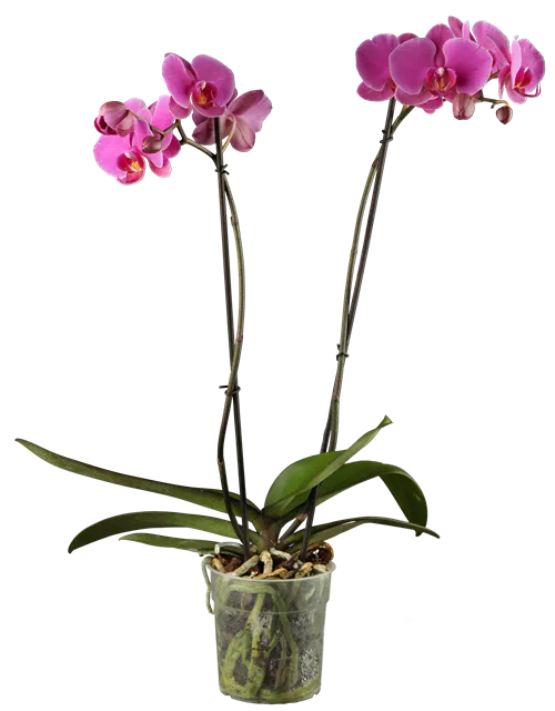 Phalaenopsis 