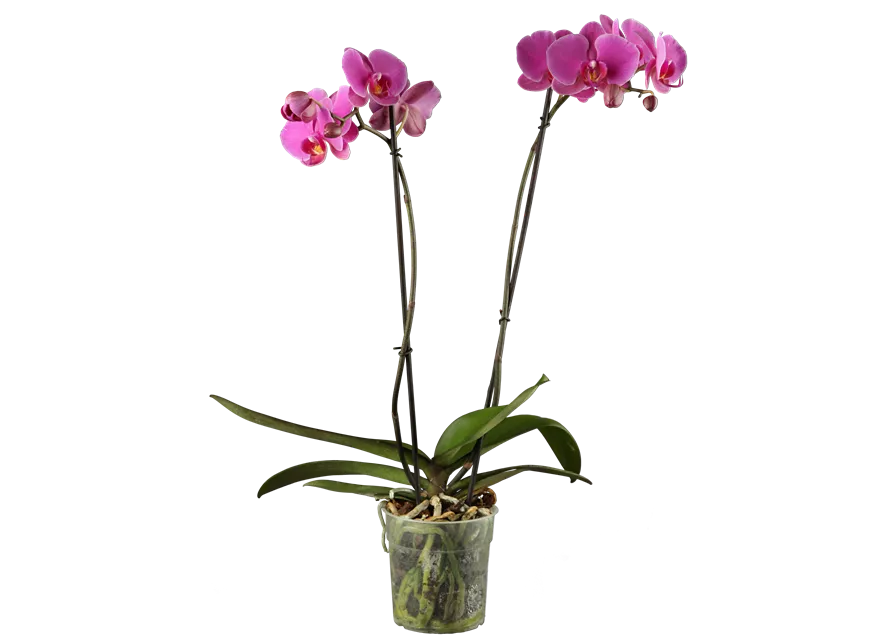Phalaenopsis 
