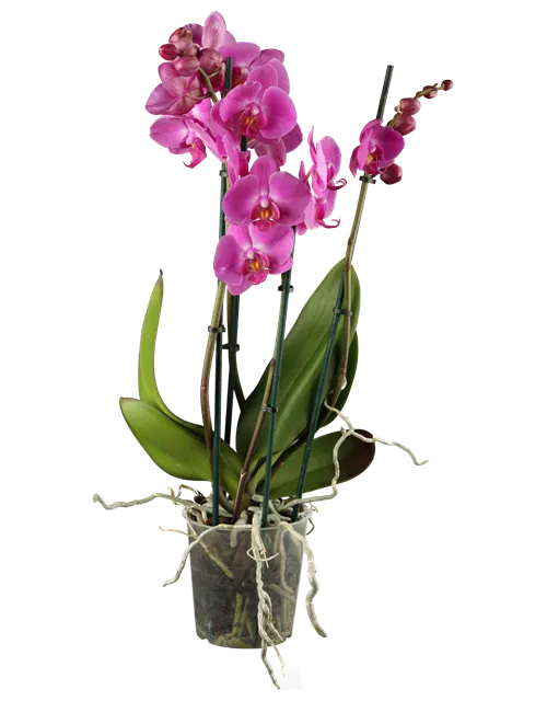 Phalaenopsis 