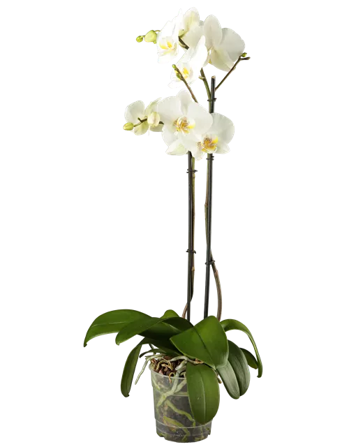 Phalaenopsis 