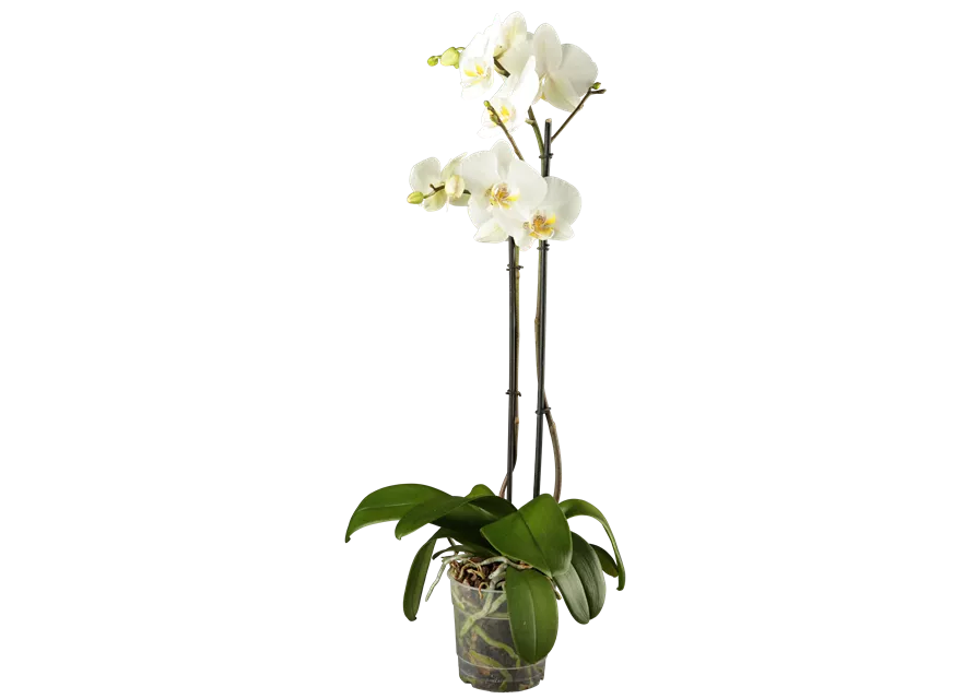 Phalaenopsis 